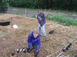 Raingarden 3