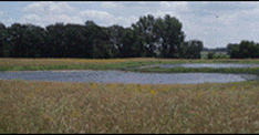 Wetland Restoration