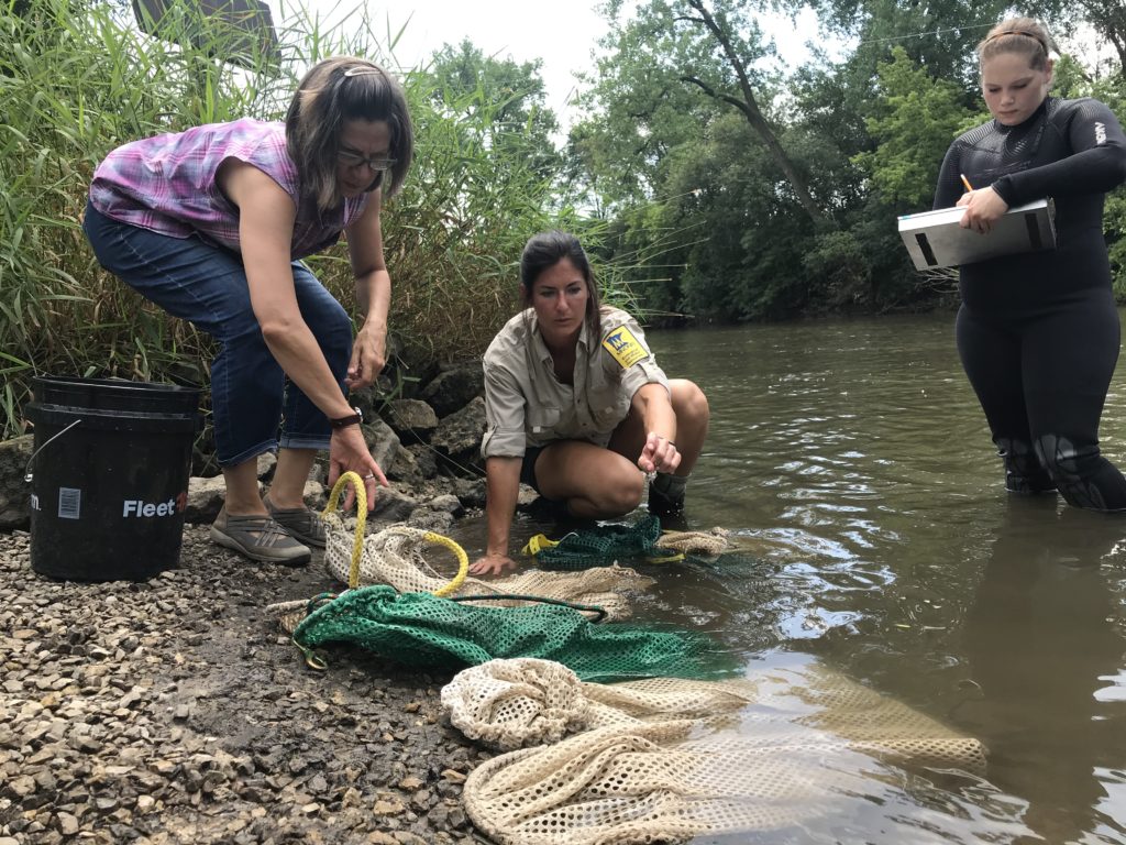 Madeline Pletta, a mussel propagation biologist with the Minnesota DNR’s Ecological and Water Resources division, works with others on reintroducing black sandshell mussels to the Cedar River State Water Trail on July 18, 2019, near a canoe-kayak access next to Austin's Marcusen Park baseball stadium. 
